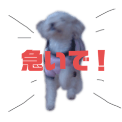 [LINEスタンプ] ショコリの毎日スタンプ