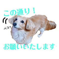 [LINEスタンプ] チワックスの花ちゃんver.2