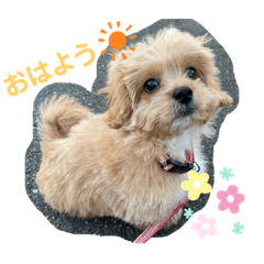 [LINEスタンプ] くるちゃんすたんぷ。