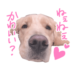 [LINEスタンプ] 阿南さん家のお犬さん