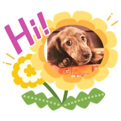 [LINEスタンプ] ミニチュアダックス、ジロくんのスタンプ