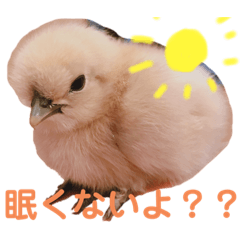 [LINEスタンプ] ニートのぴよたん
