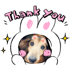 [LINEスタンプ] カニヘンダックスフンドパンくん