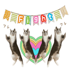 [LINEスタンプ] 猫実写スタンプ
