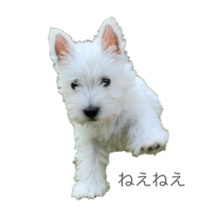[LINEスタンプ] 髙橋らら