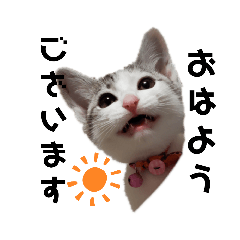 [LINEスタンプ] 使えるトト