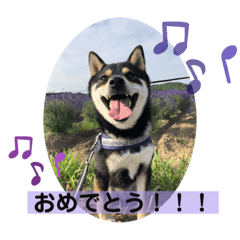 [LINEスタンプ] 黒柴ぎん.すず