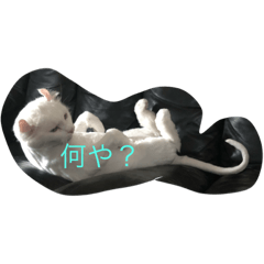 [LINEスタンプ] tokikuro