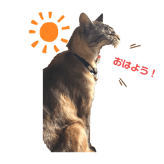[LINEスタンプ] RINฅ( ˙꒳​˙ ฅ)