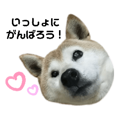[LINEスタンプ] 柴犬わんわん3