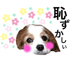 [LINEスタンプ] 関西の可愛すぎるチョコビだワン♡パート3