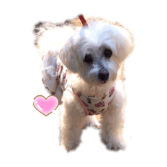 [LINEスタンプ] マルチプーのノエルちゃん