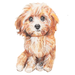 [LINEスタンプ] 動物ライフ