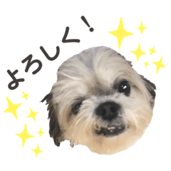 [LINEスタンプ] シーズー小太郎の使えるスタンプ