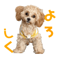 [LINEスタンプ] ティラのかわいい日常