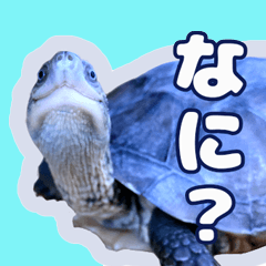 [LINEスタンプ] 亀の「かめ吉」だよー Newサイズ