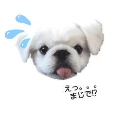[LINEスタンプ] ぶちゃかわの白ペキニーズのLINEスタンプ