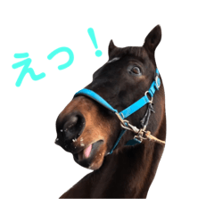 [LINEスタンプ] 畜大馬術部2020
