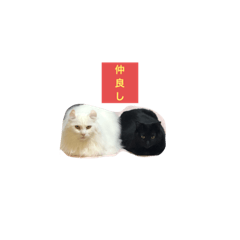 [LINEスタンプ] 猫であいさつ