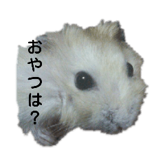 [LINEスタンプ] イェロージャンガリアンこたろう