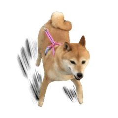 [LINEスタンプ] 柴犬こまめのスタンプ