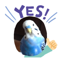 [LINEスタンプ] インコのぴーちゃんのすたんぷ
