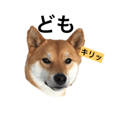 [LINEスタンプ] みあしばちゃん-1