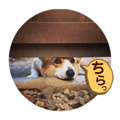 [LINEスタンプ] ジル(コーギー)でございます。-1-