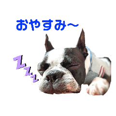 [LINEスタンプ] ボステリのハナとお友達