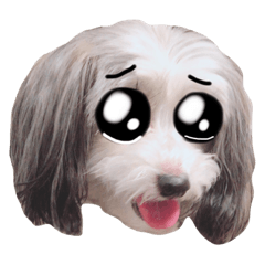 [LINEスタンプ] チャイクレパフのルルちゃん