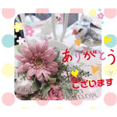 [LINEスタンプ] 普段使い..かわいい文鳥スタンプ