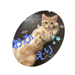 [LINEスタンプ] わん子にゃん子