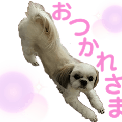 [LINEスタンプ] シーズーモカの日常