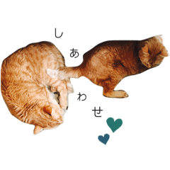 [LINEスタンプ] かいねこず 2