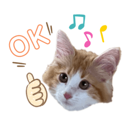 [LINEスタンプ] モフちゃんスタンプ！