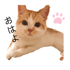[LINEスタンプ] とらきちの日常