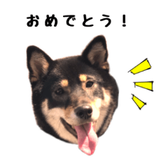 [LINEスタンプ] 黒柴おこげの日常