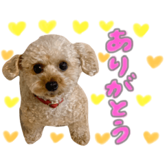 [LINEスタンプ] ふわふわトイプーの日常