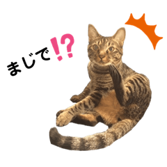 [LINEスタンプ] にゃんだって