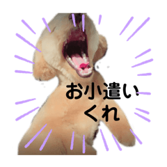 [LINEスタンプ] トイプーのぺろ君。