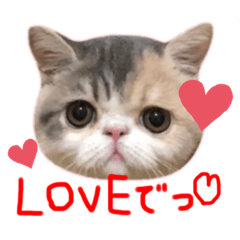 [LINEスタンプ] 愉快なニャンず(=^x^=)