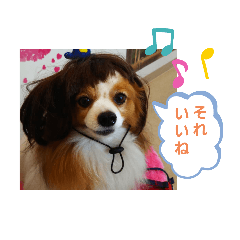 [LINEスタンプ] ぱぴぱぴパピヨン4