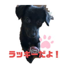 [LINEスタンプ] Luckymanの日常