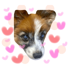 [LINEスタンプ] パピヨンのパピー