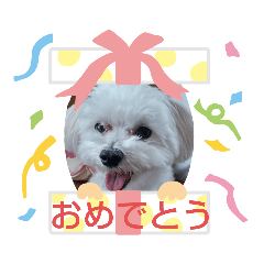 [LINEスタンプ] マルチーズのうずらくん