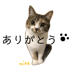 [LINEスタンプ] ミラの日常スタンプ