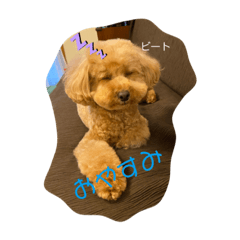[LINEスタンプ] トイプーのミルクとビート、スタンプ