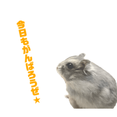 [LINEスタンプ] ハム活してますか？