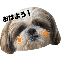 [LINEスタンプ] ちょこくんのすたんぷ