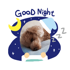[LINEスタンプ] トイプー 日常に使えるスタンプ